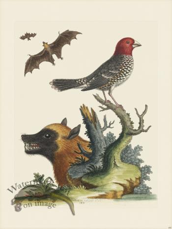 Edwards 180 Sparrow of Paradife